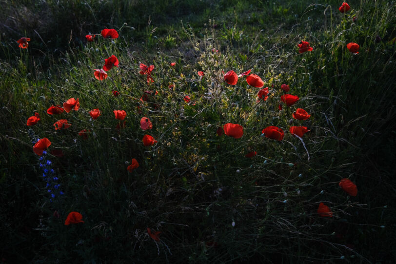 Title poppies